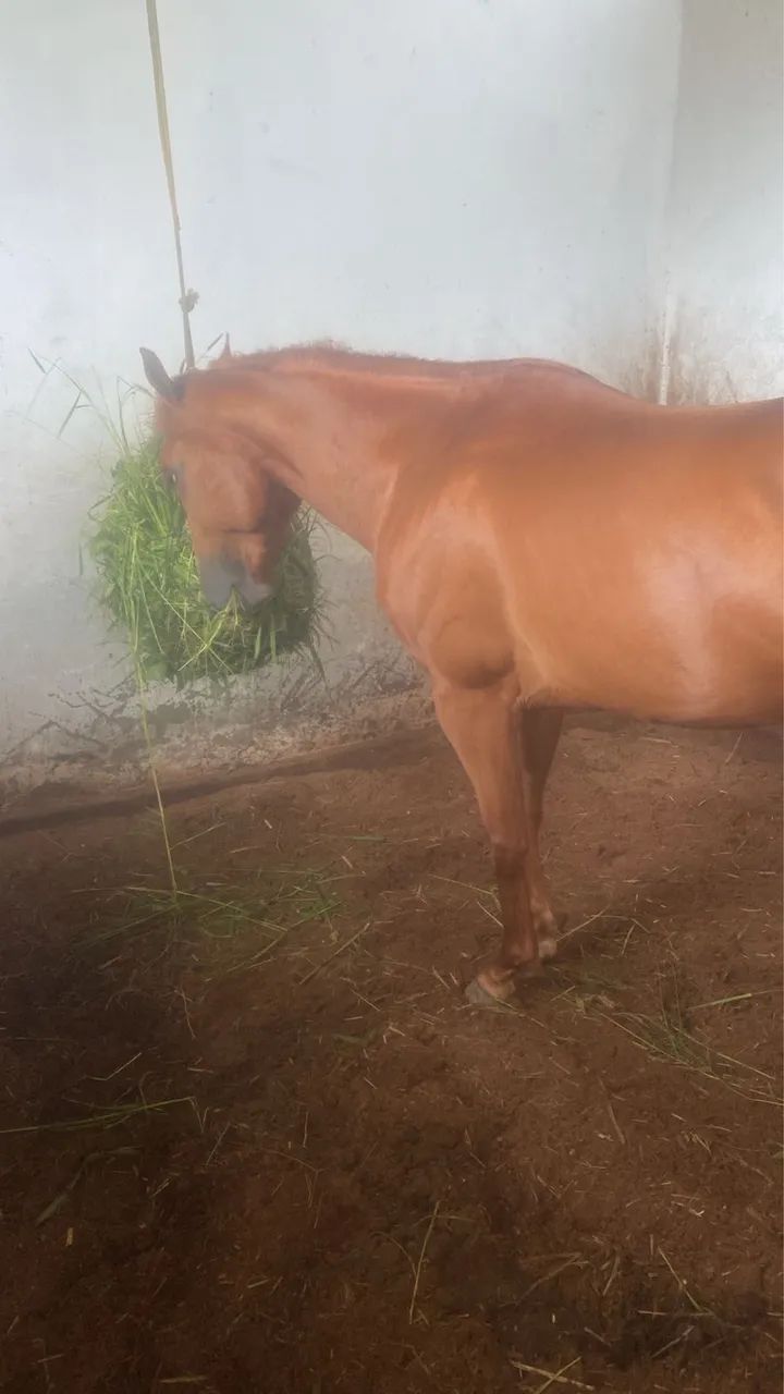 Cavalo QM PREÇO DE OPORTUNIDADE - Foto 2