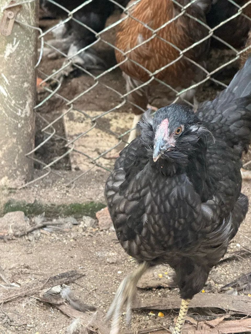 Casal de Galinha Araucana (Mapuche) - Foto 2