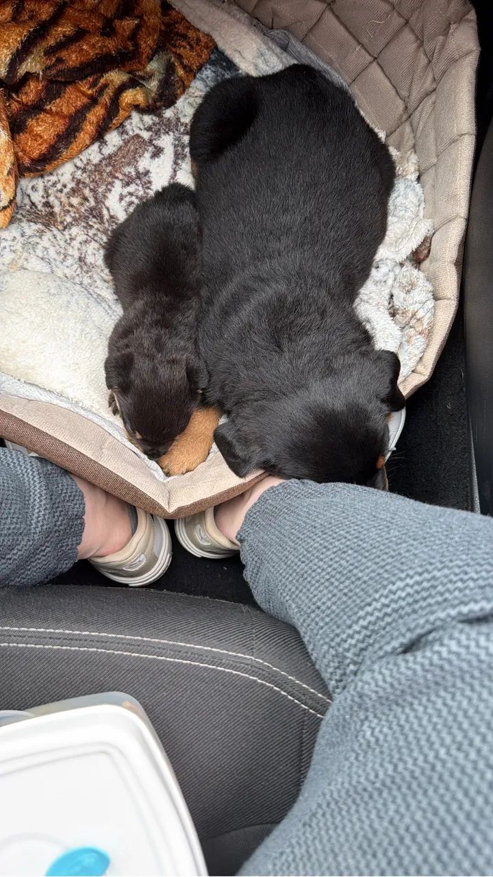 Cachorro rotweiller - Foto 4