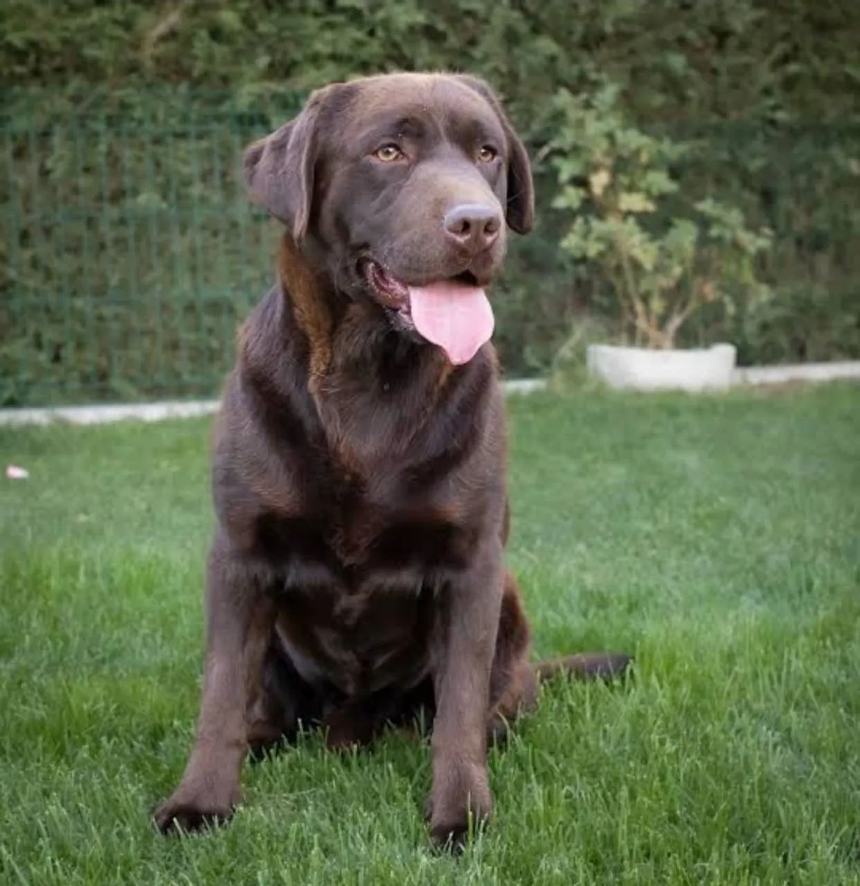 Labrador macho  - Foto 3