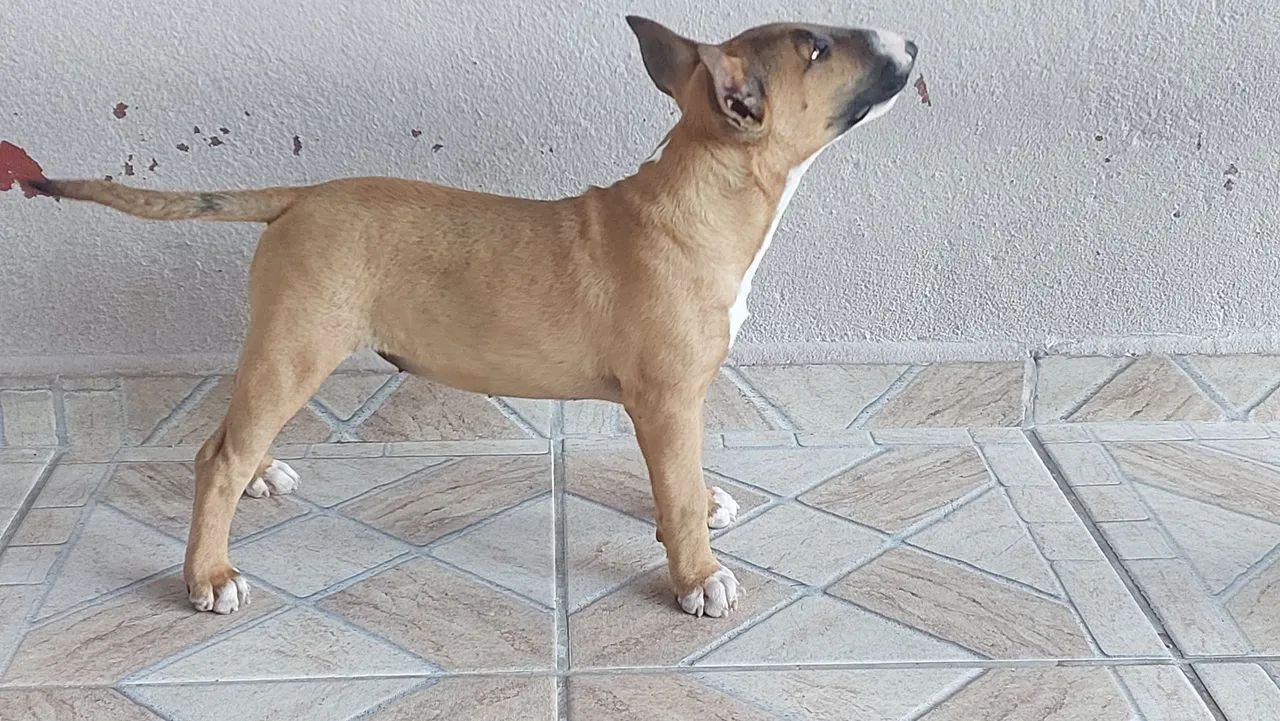 BULL TERRIER INGLÊS  - Foto 2