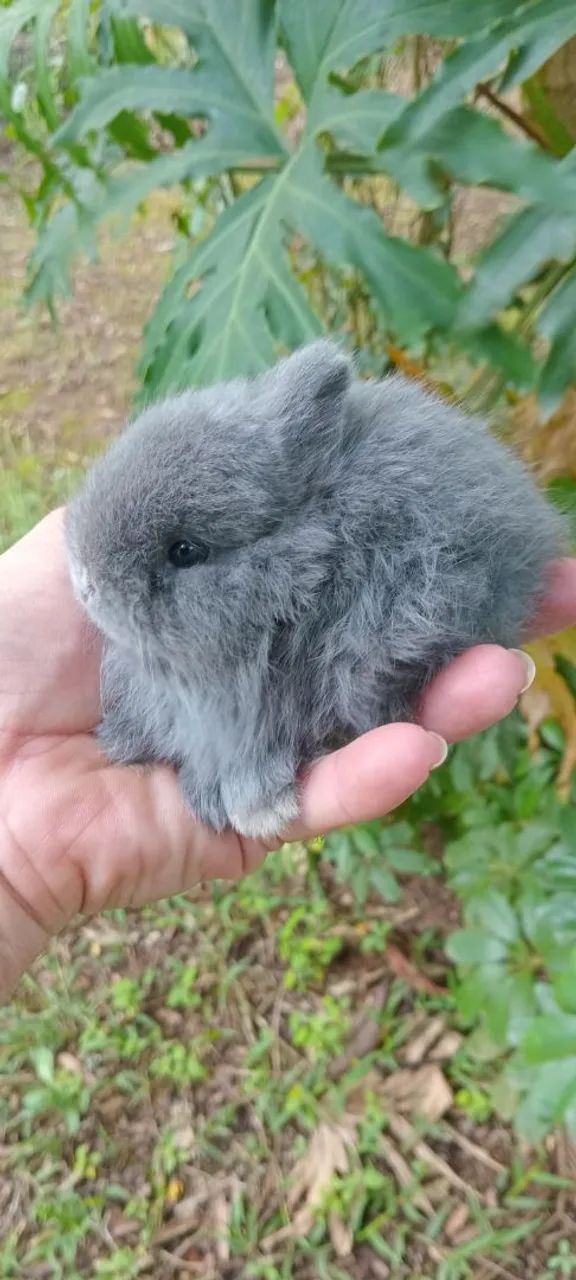 Mini coelho anão de netherland  - Foto 2