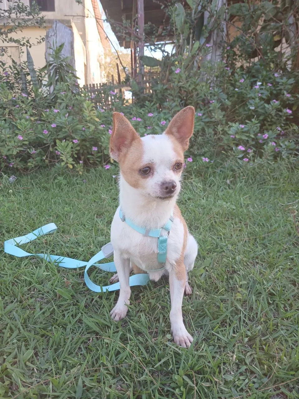 Chihuahua  macho 
