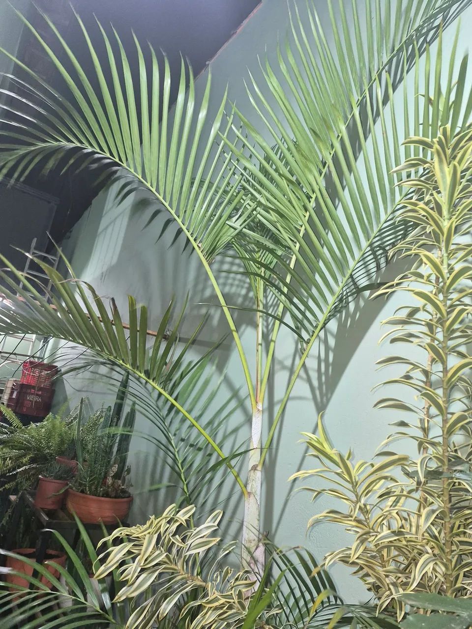 Palmeira - Foto 2