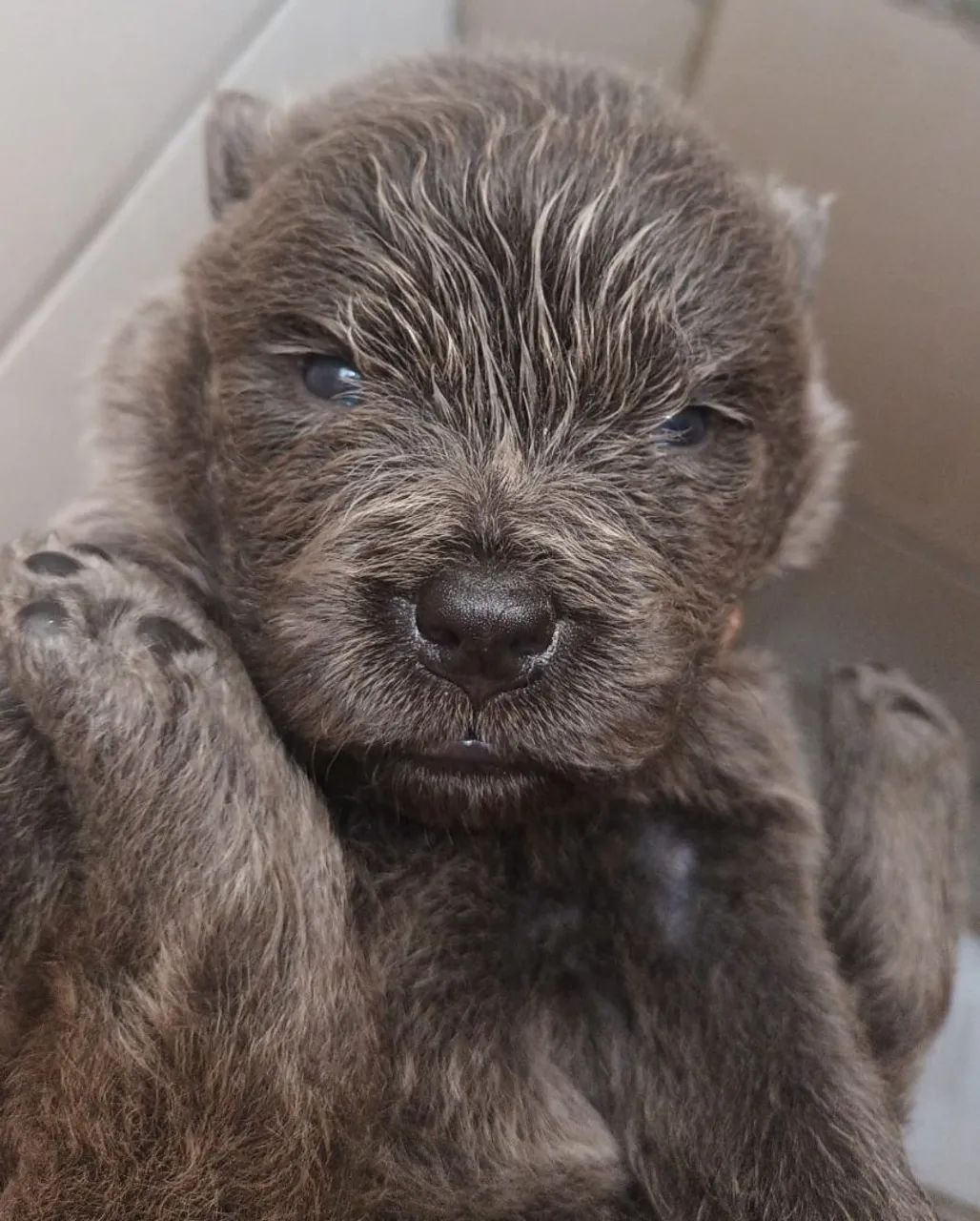Vendo filhote de cachorro chow-chow - Foto 2