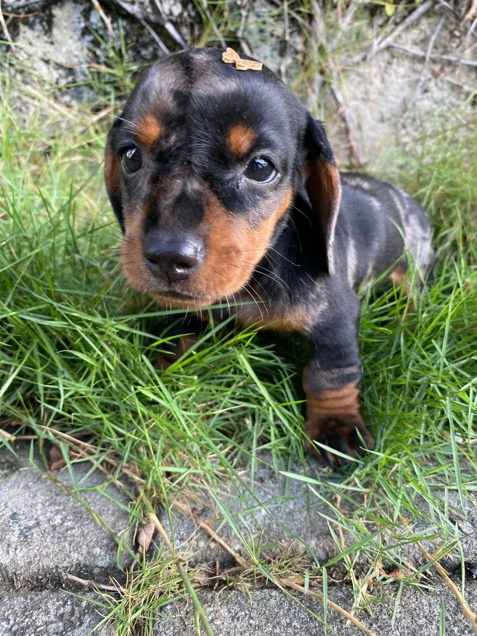 Dachshund Miniatura  - Foto 5