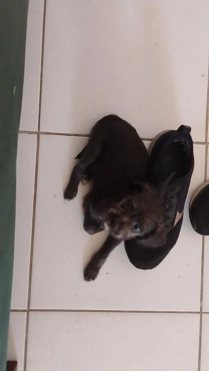Cadelinha para adoção ! - Foto 2
