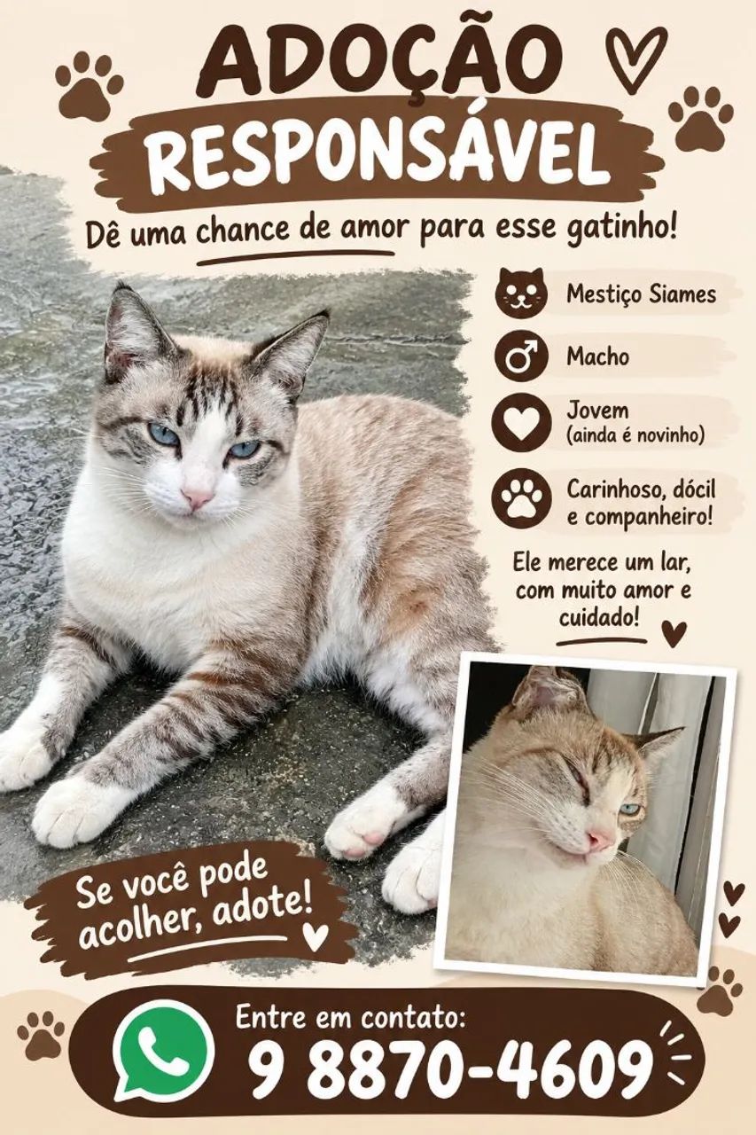 Adoção de um gato 