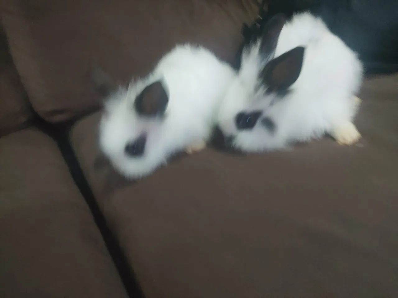Vendo filhotes de mini lions últimos 4  - Foto 5