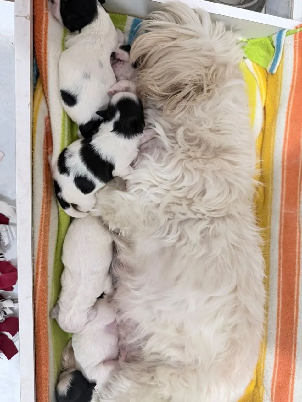 Shith-tzu - Foto 2