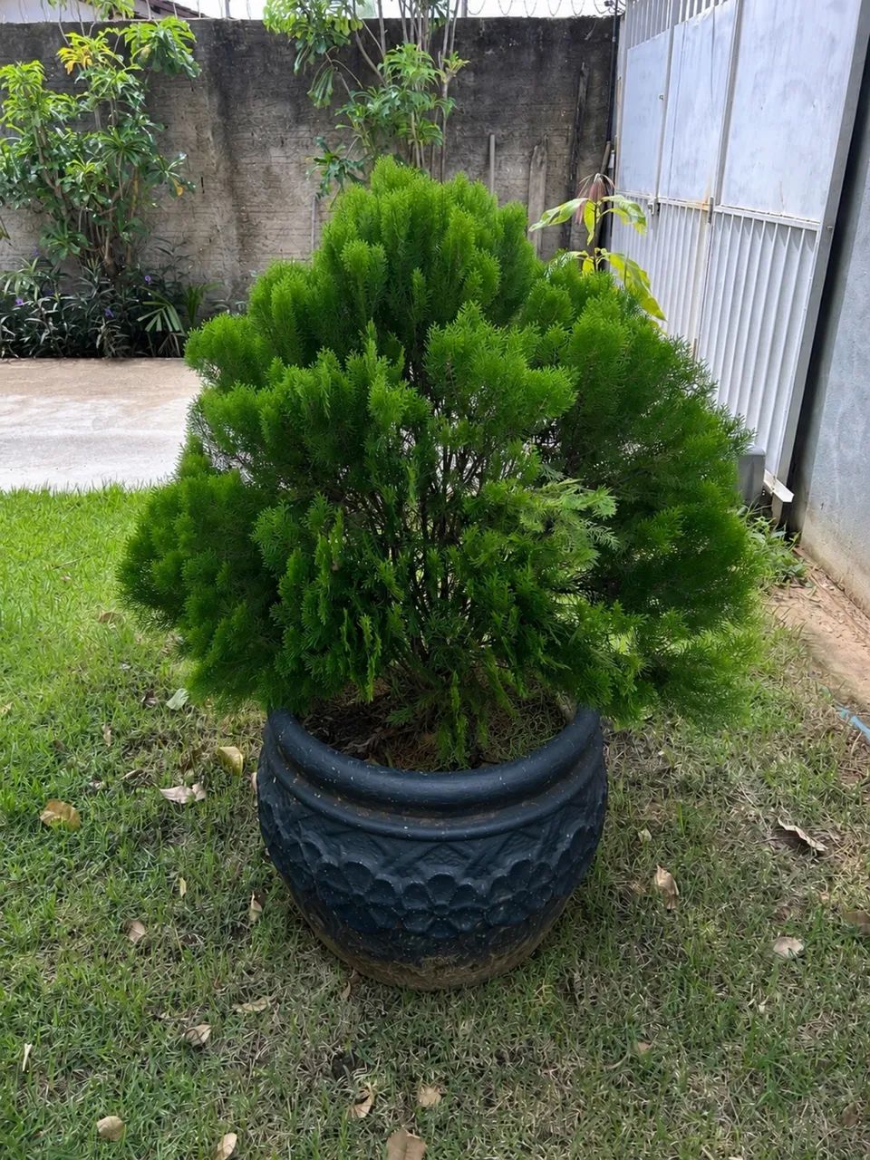 Pinheiros grandes em vaso