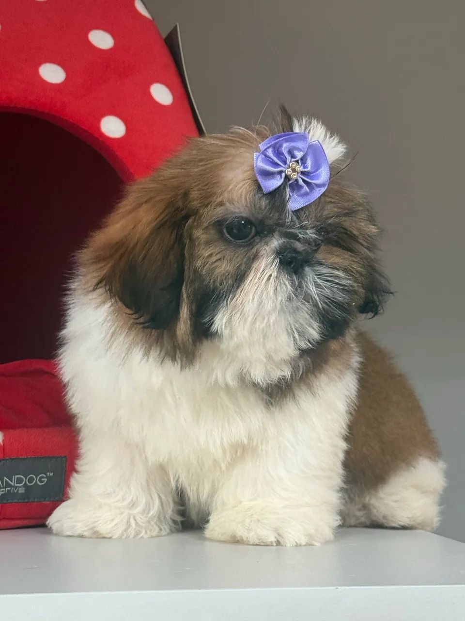 Shihtzu fêmea  - Foto 3