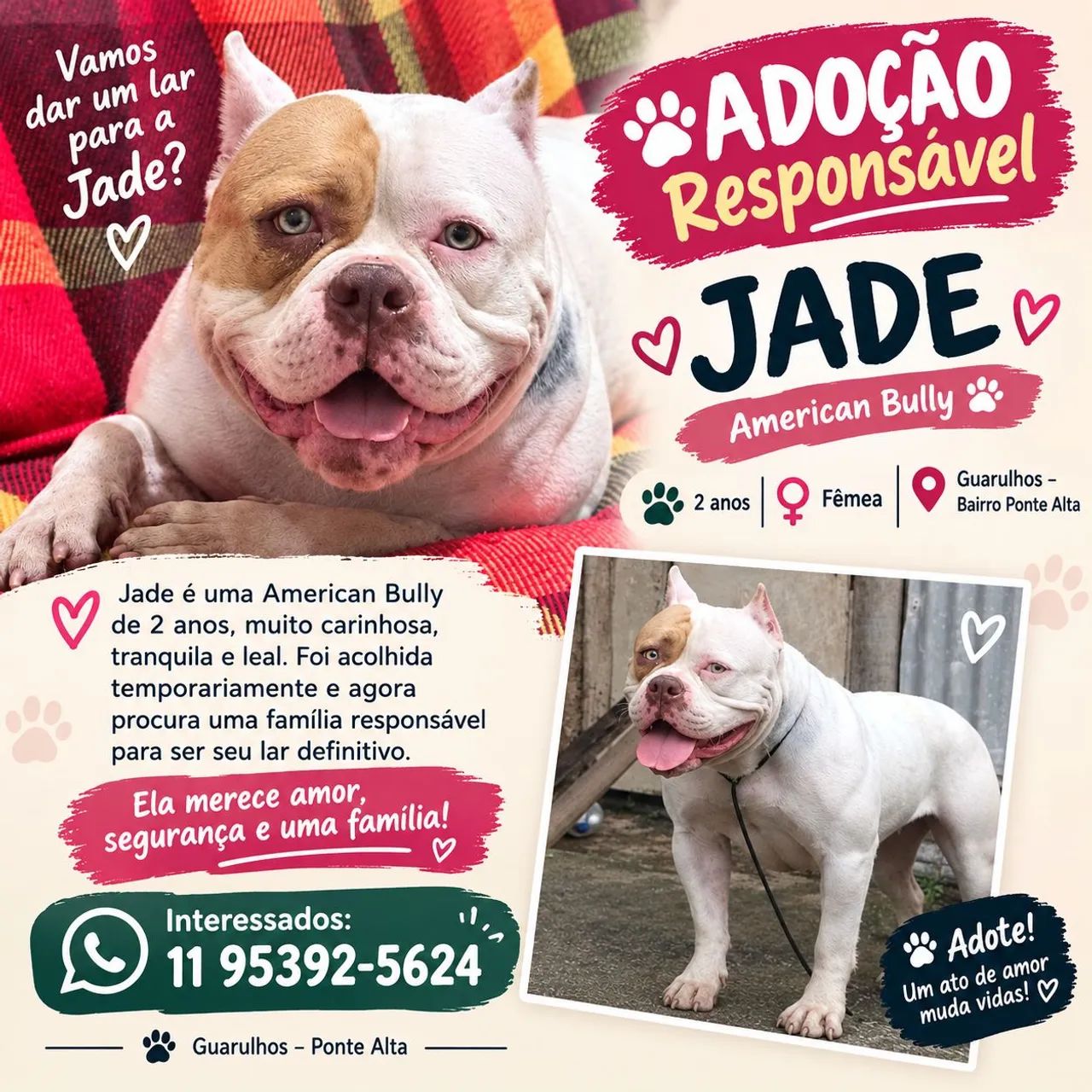 American bully 