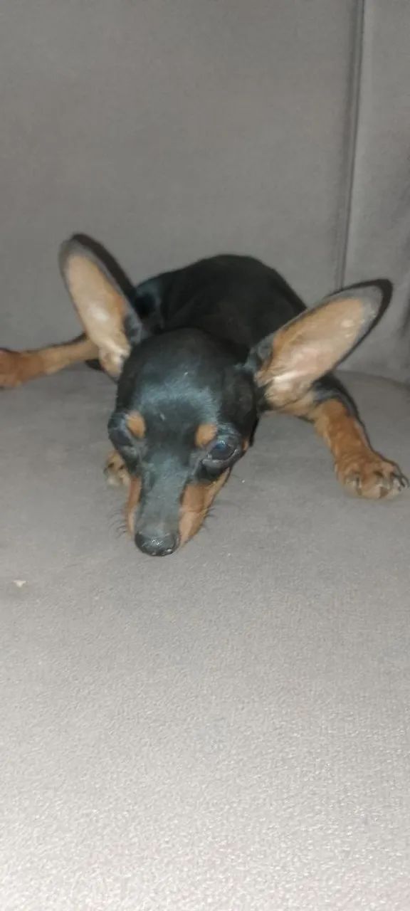 Cachorro adulto  - Foto 2