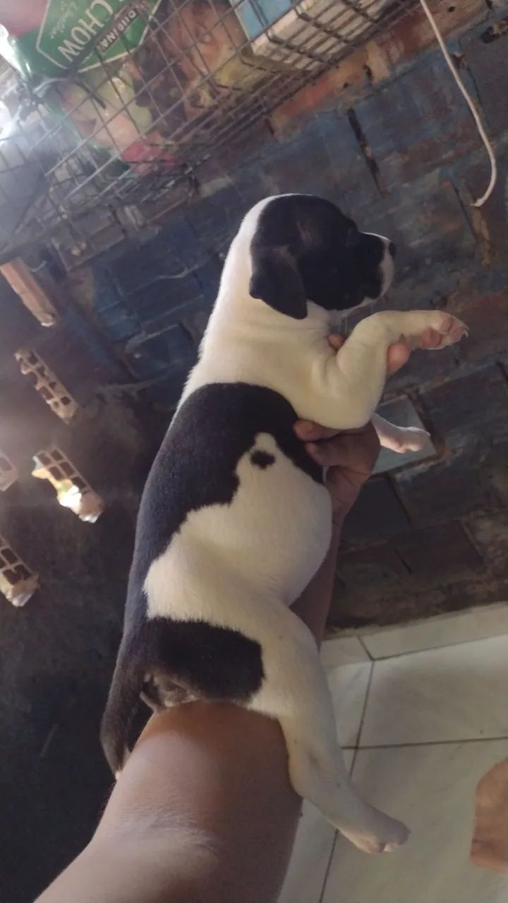 Pitbull a venda 