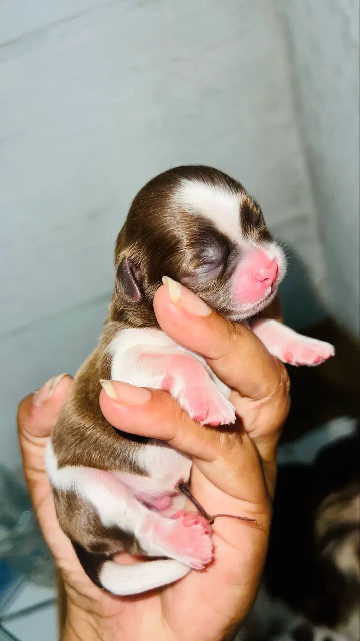 Reservas de filhotes de shitzu  - Foto 3