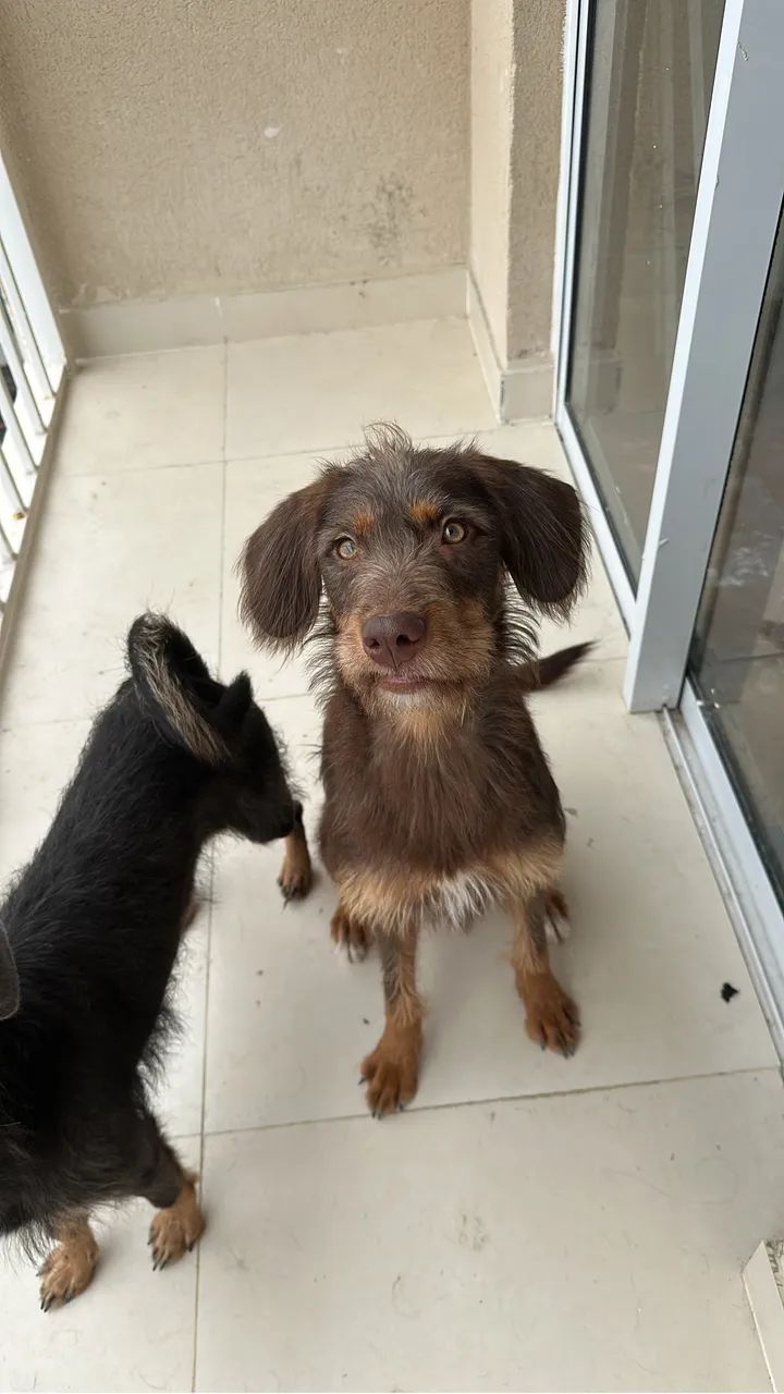 MARIA FLOR ADOÇÃO RESPONSÁVEL  - Foto 4