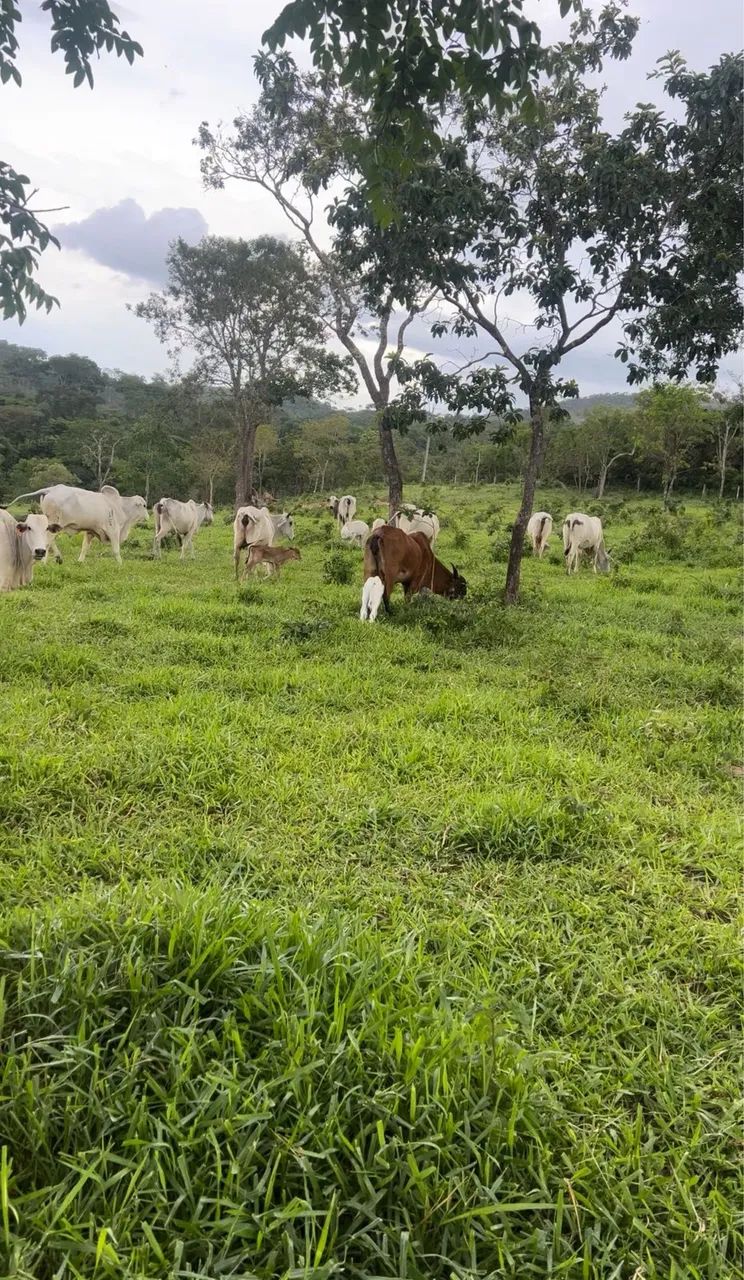 Fazenda Produtiva - Foto 10
