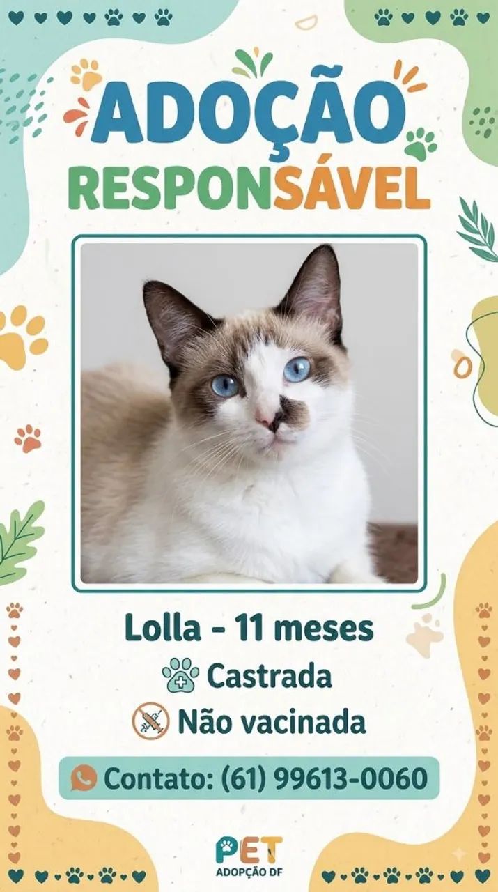 Doação de gatos  - Foto 2