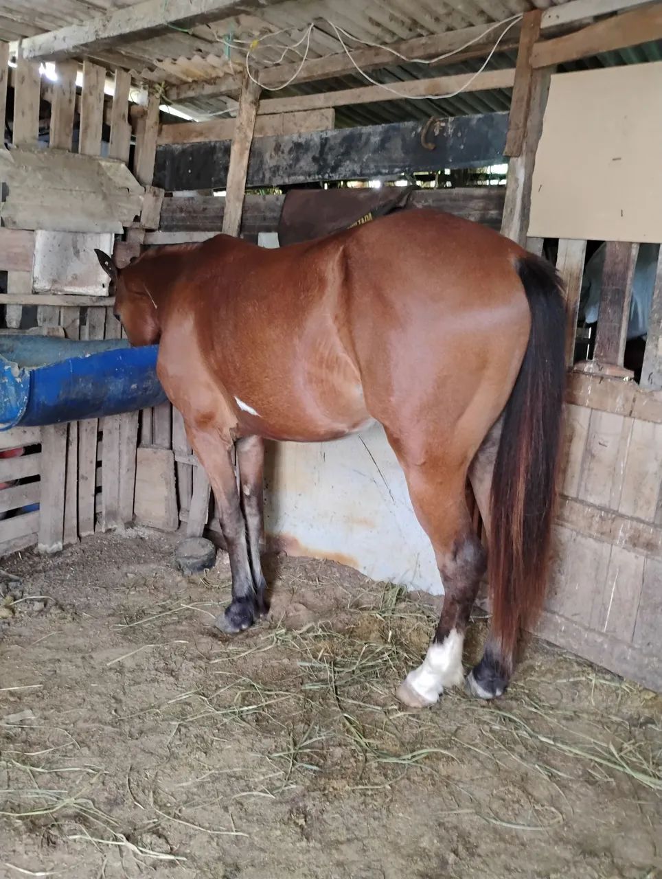 Vendo potro pent horse  - Foto 2