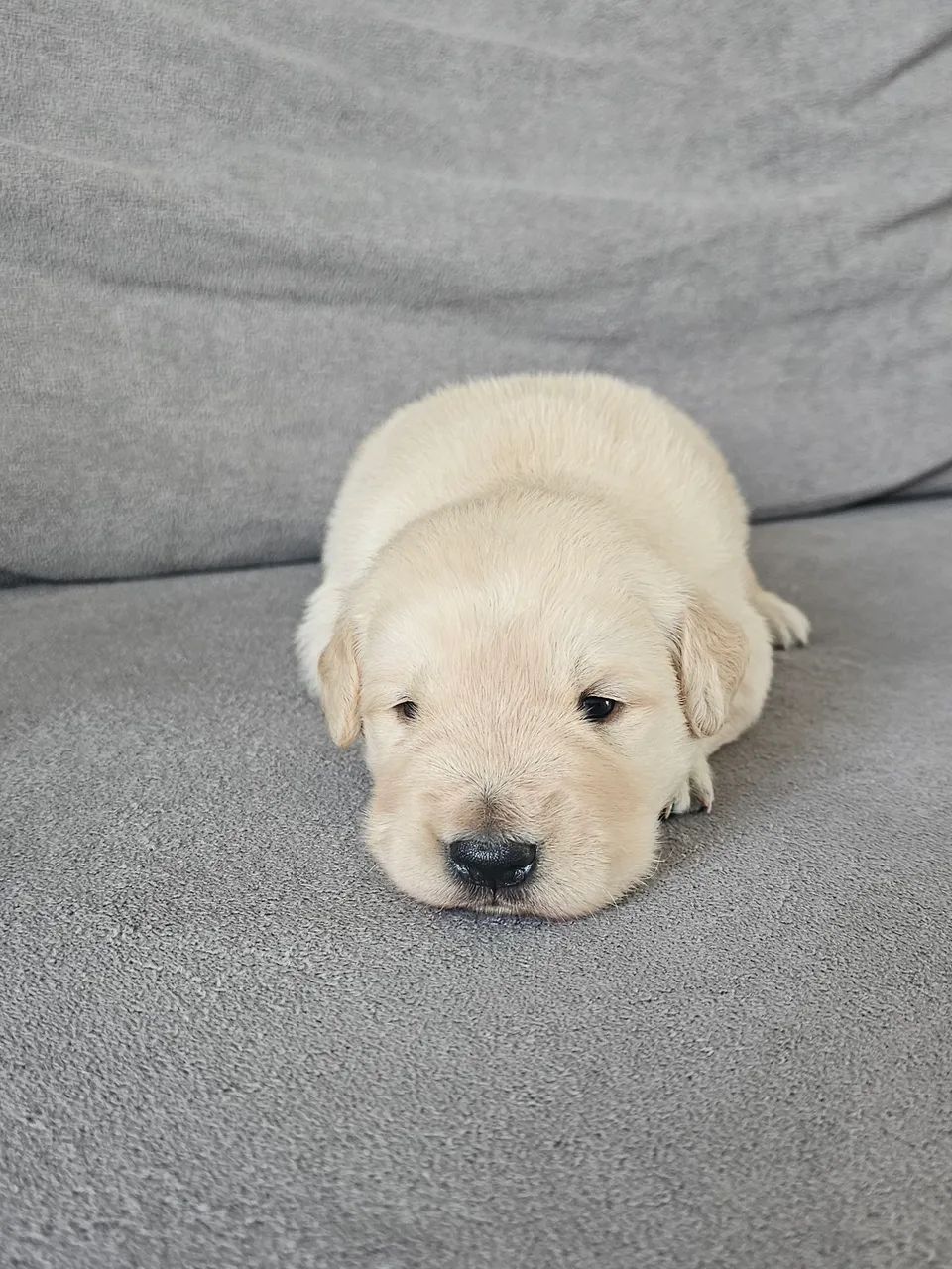 GOLDEN RETRIVIER MACHO