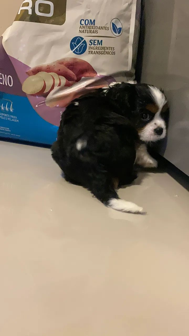 Cavalier king charles  - Foto 2
