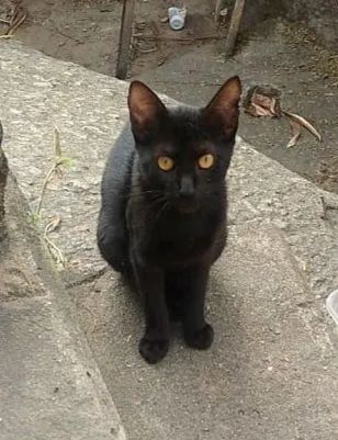 Gatinha preta filhote linda para adoção