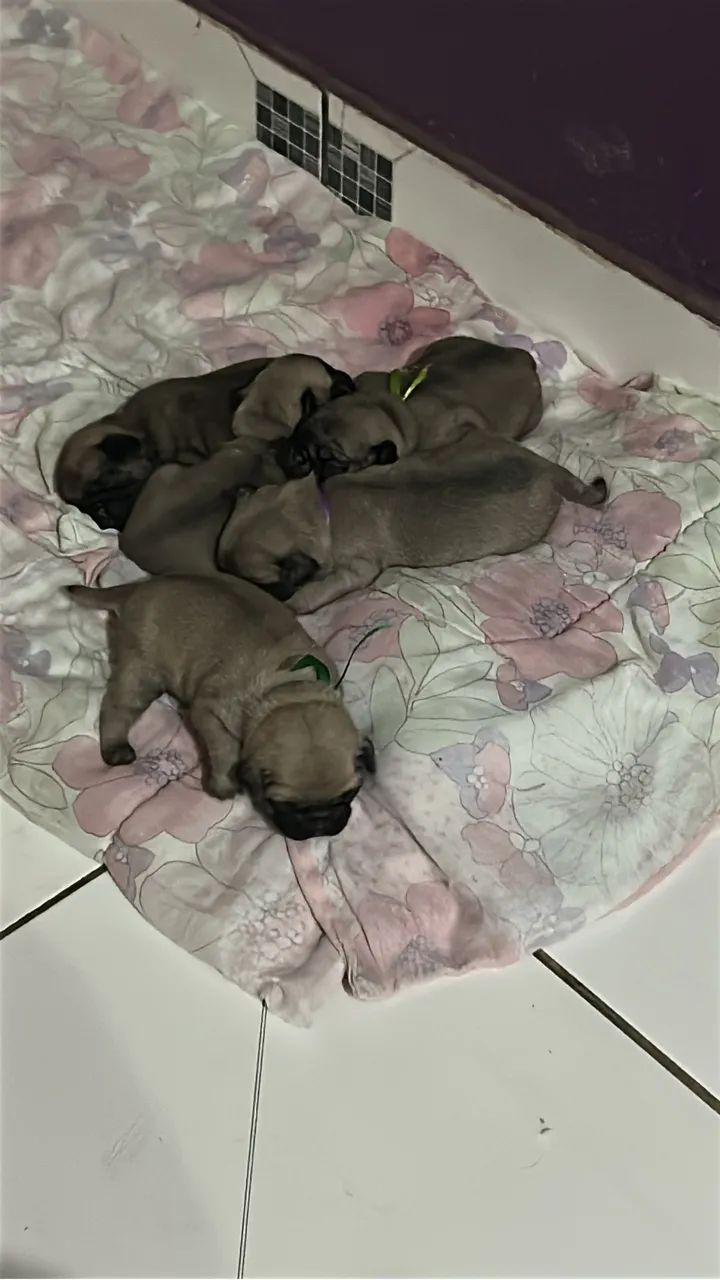 Pug - Foto 3