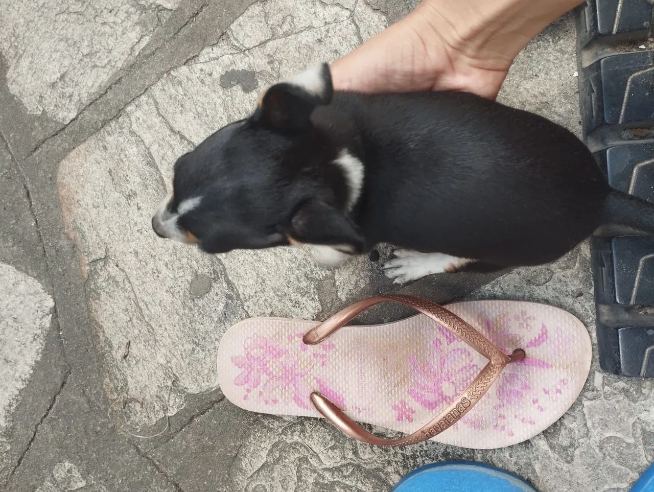 Filhote de Pinscher  - Foto 3