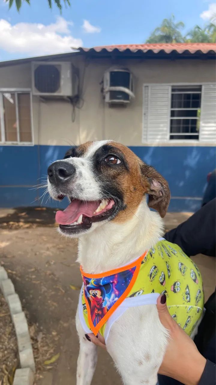 Cadela para adoção  - Foto 5