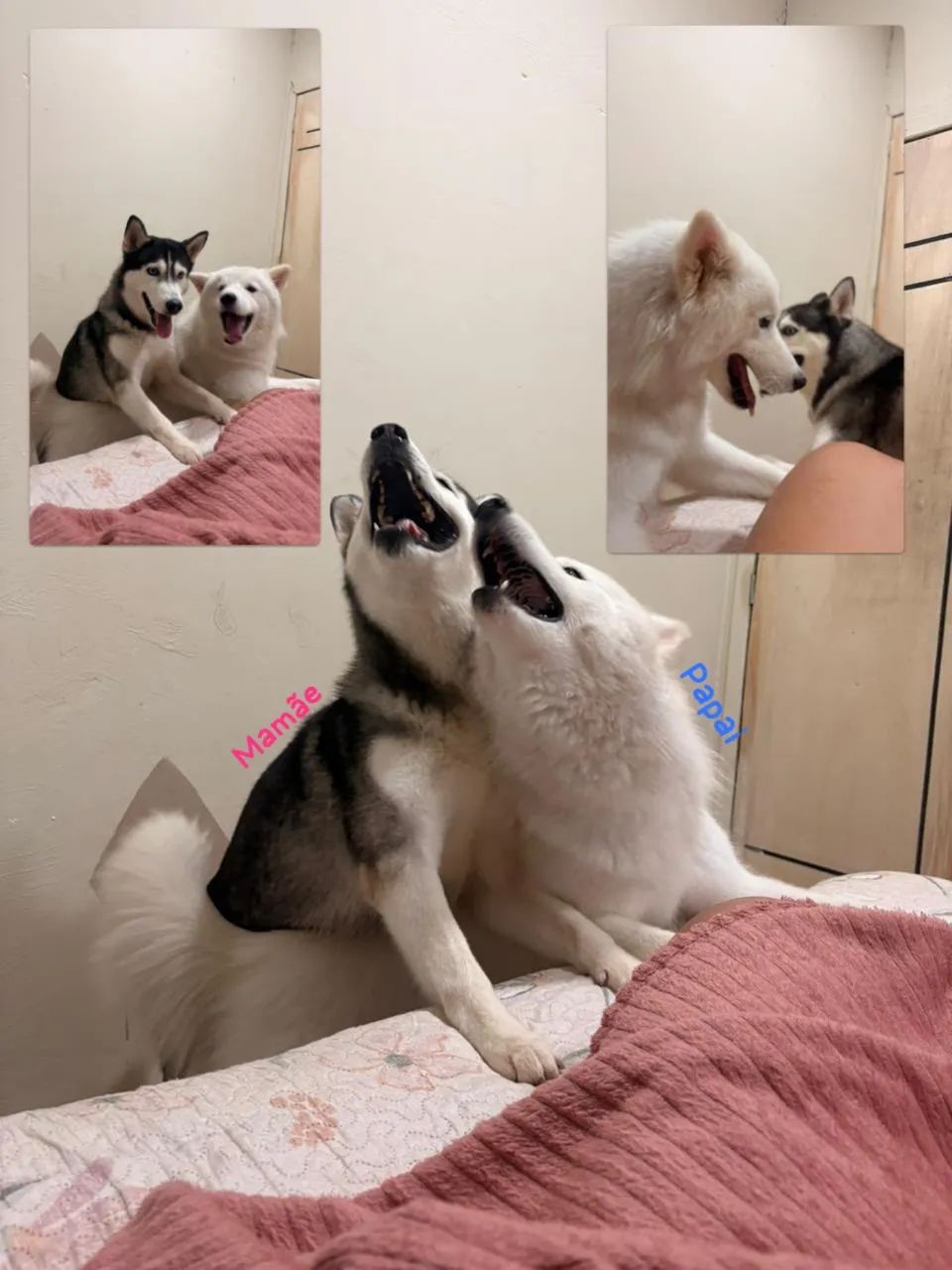Husky Siberiano Branco  - Foto 4