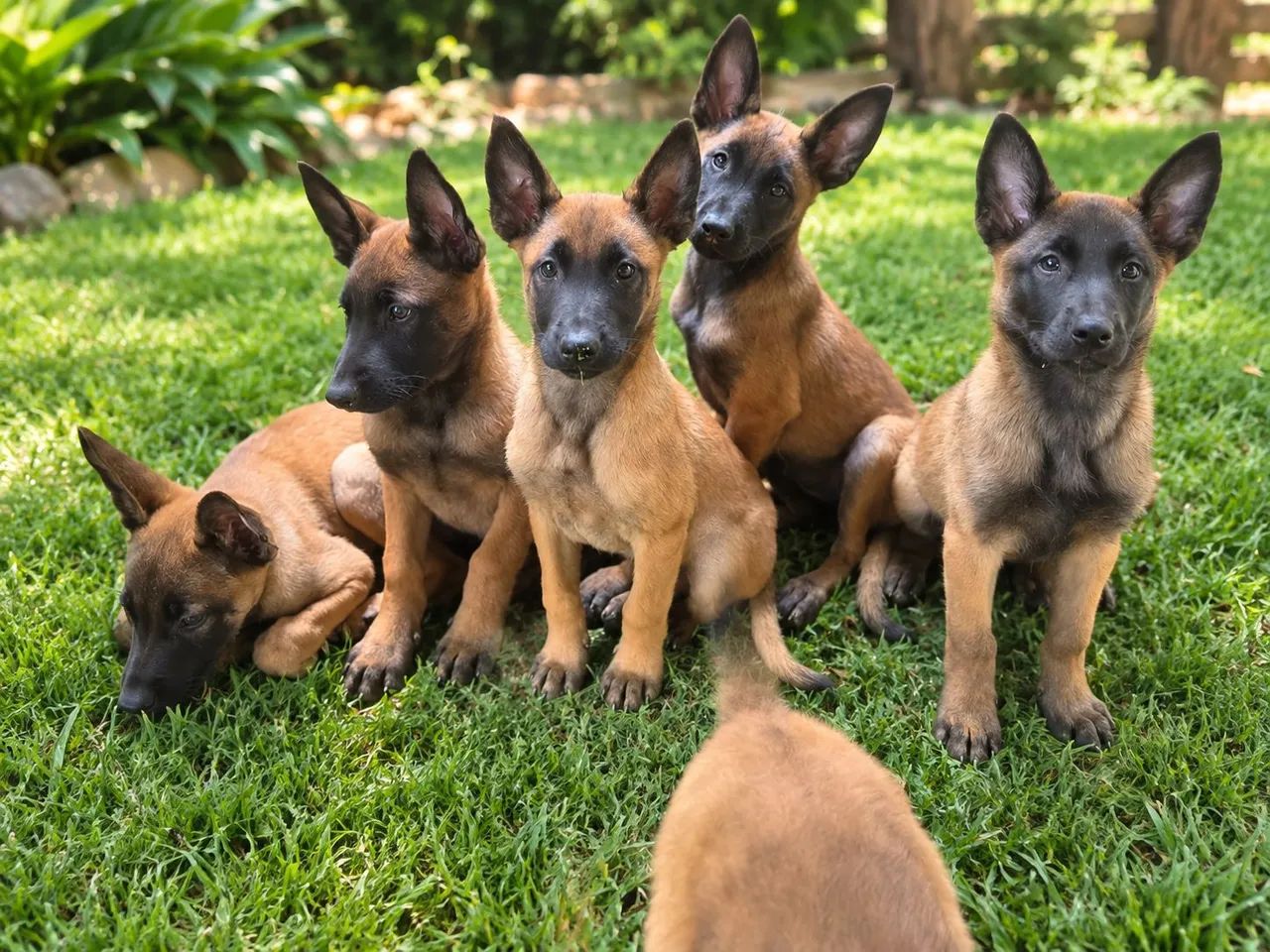 Pastor Belga Malinois  - Foto 2