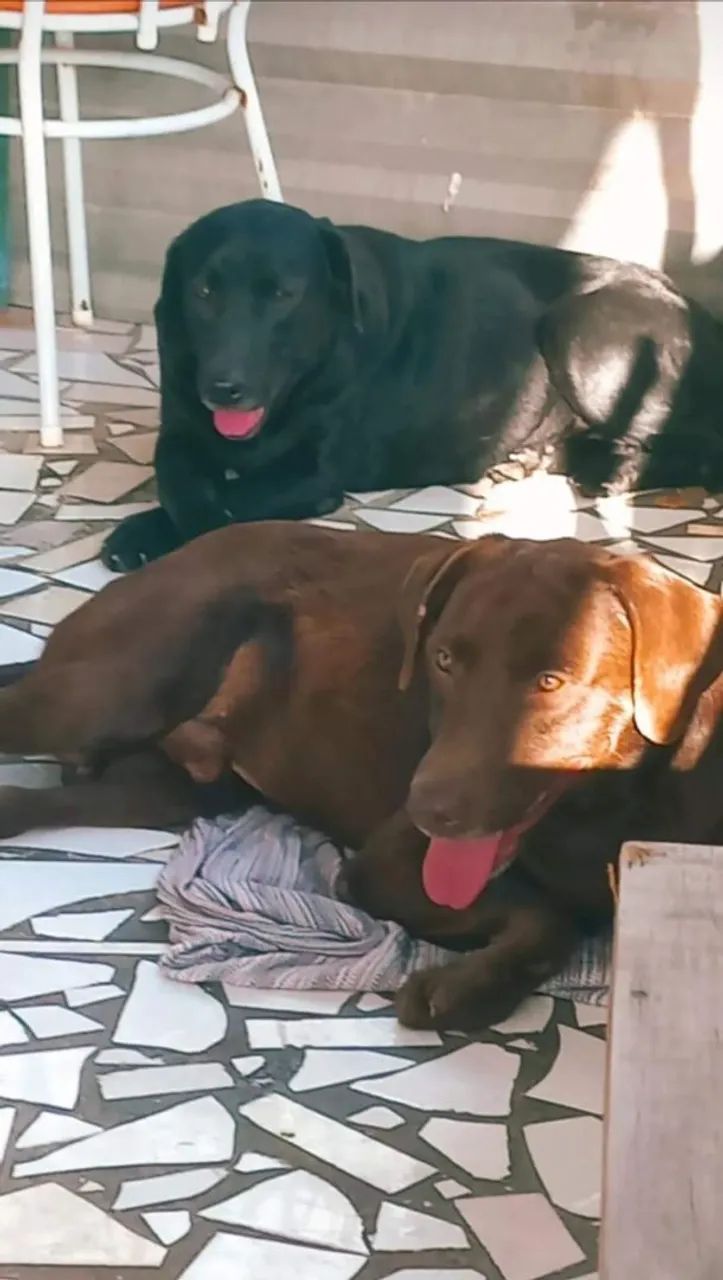 Filhotes de labrador - Foto 3