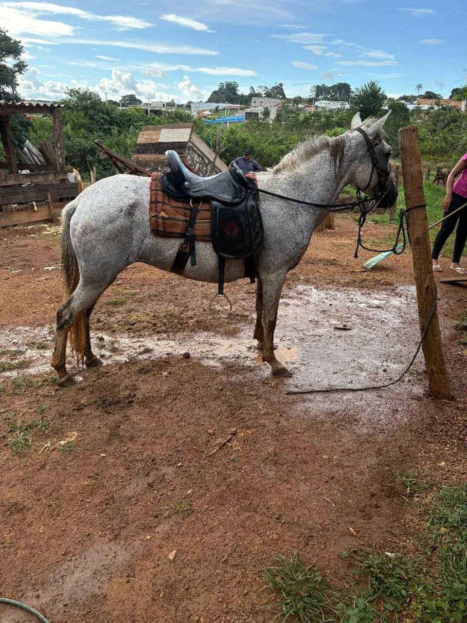 Égua piquirinha montada pra vender  - Foto 2