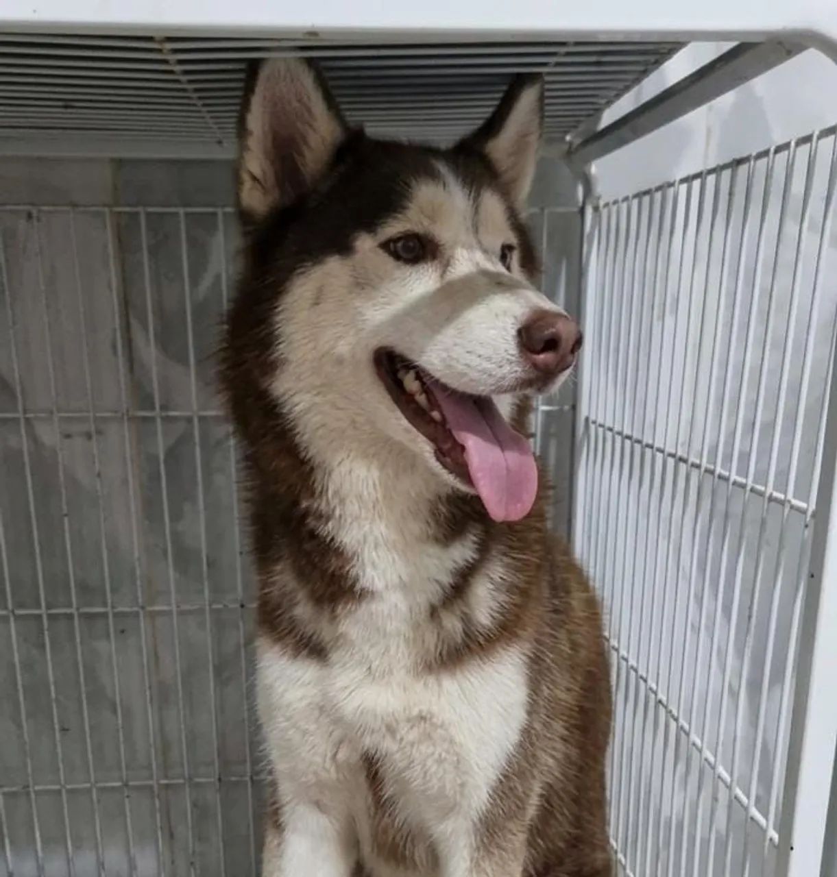 Husky para doação 