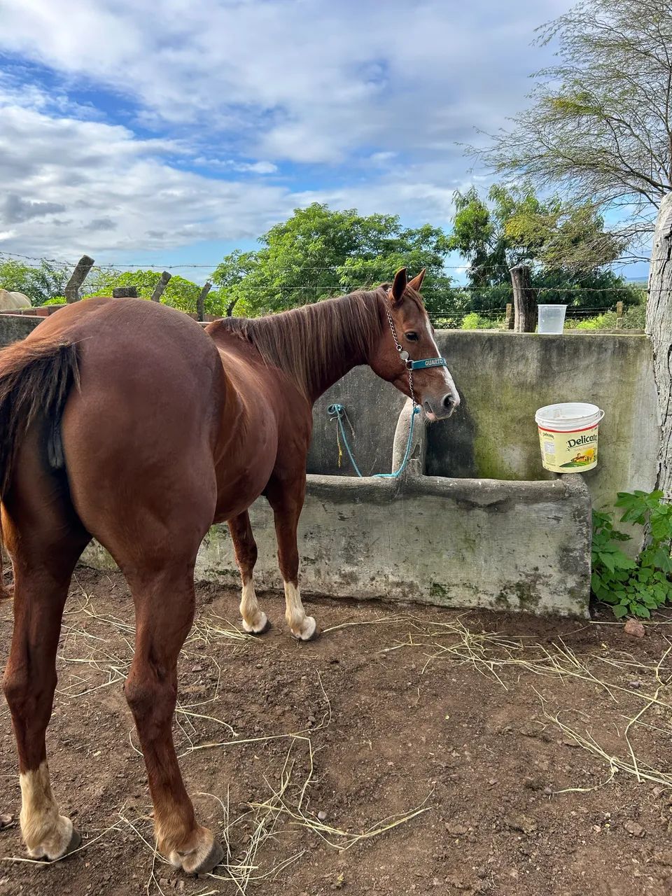 Égua quarto de milha - Foto 2