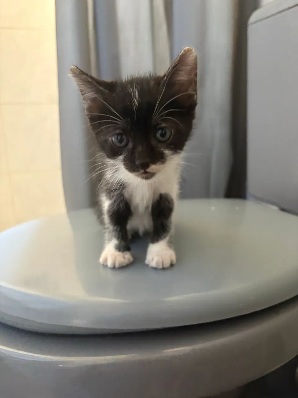 Doação de Gatas Filhotes