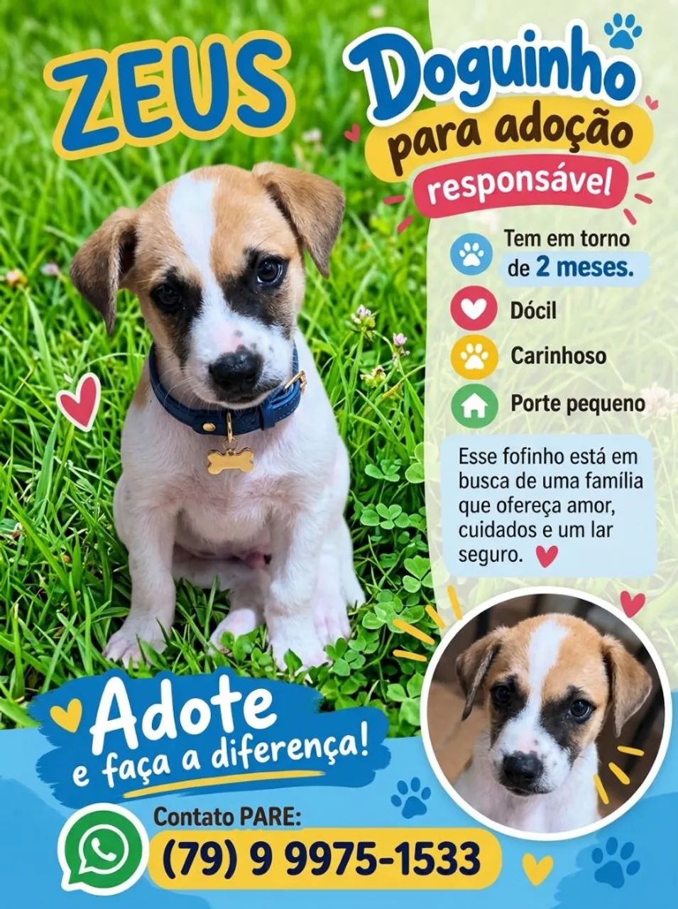 CACHORROS - Foto 4