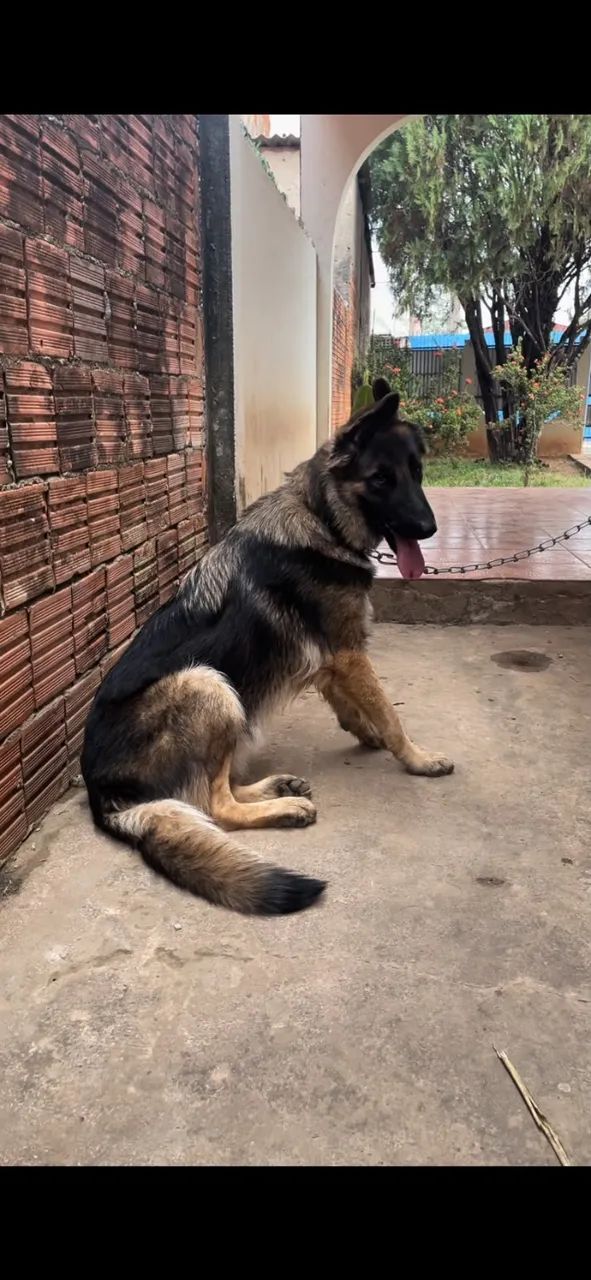 BANDOG CÃO  DE GUARDA E PROTEÇÃO. Cães  fortes protetores e leais.  - Foto 3