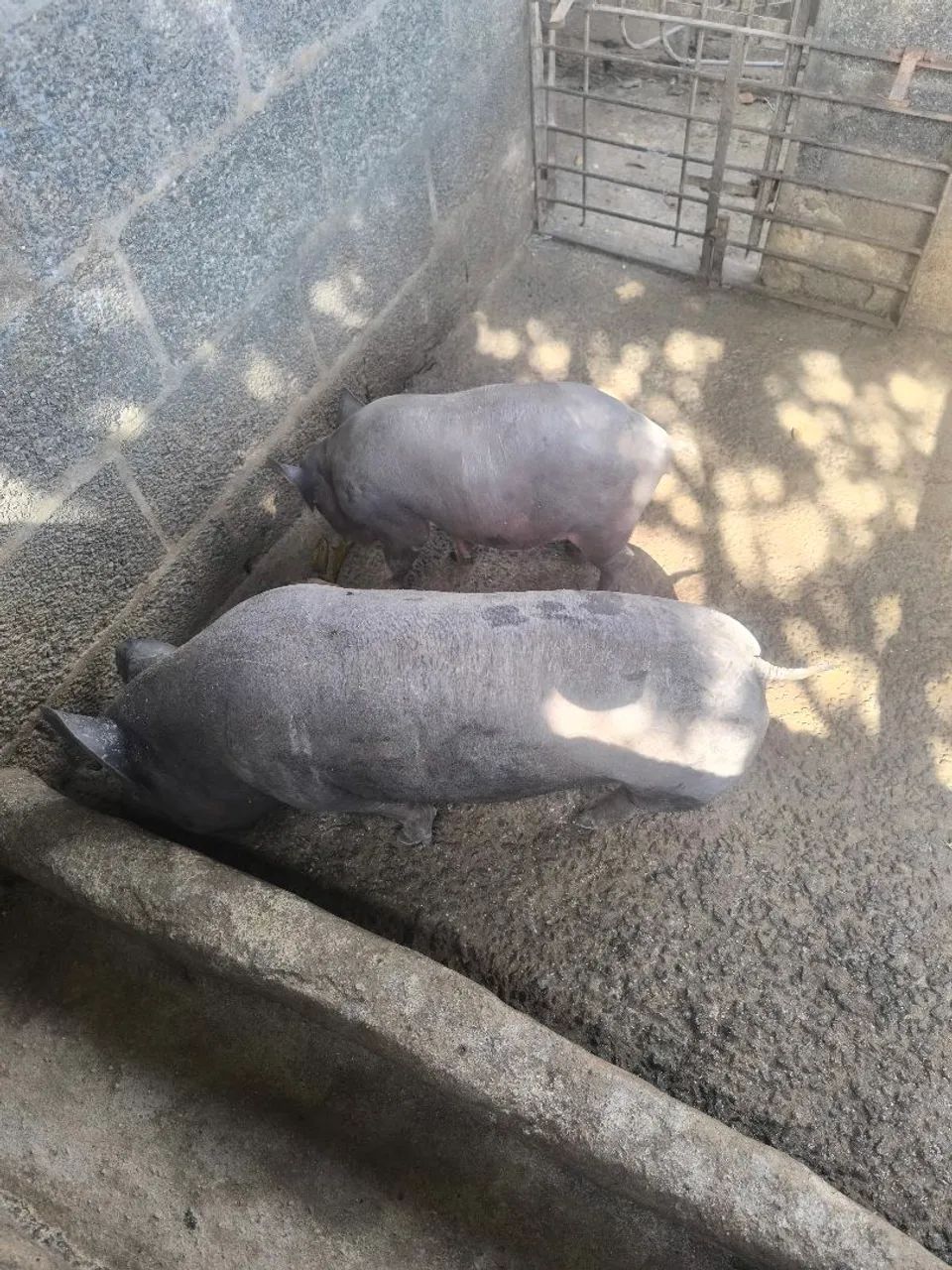 Animal  - Foto 3