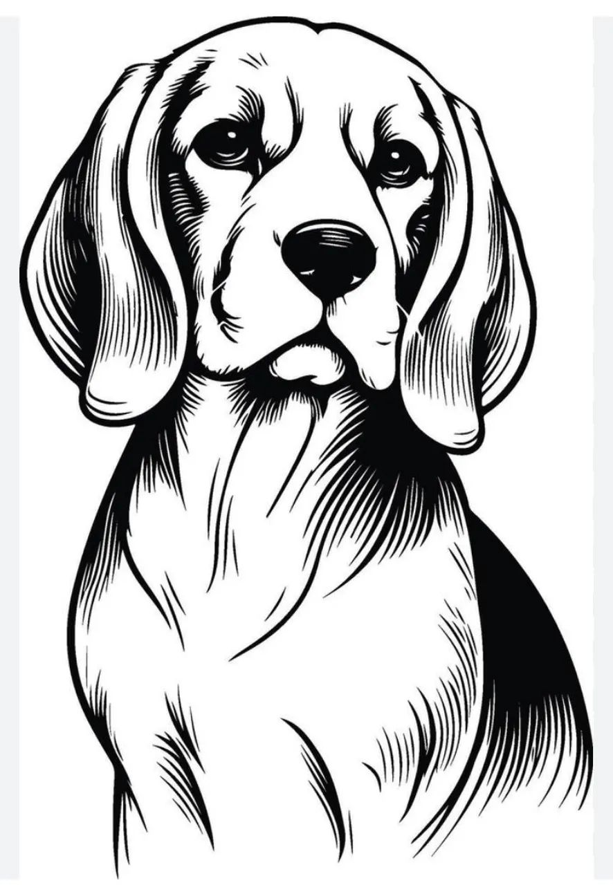Beagle Macho 5 meses