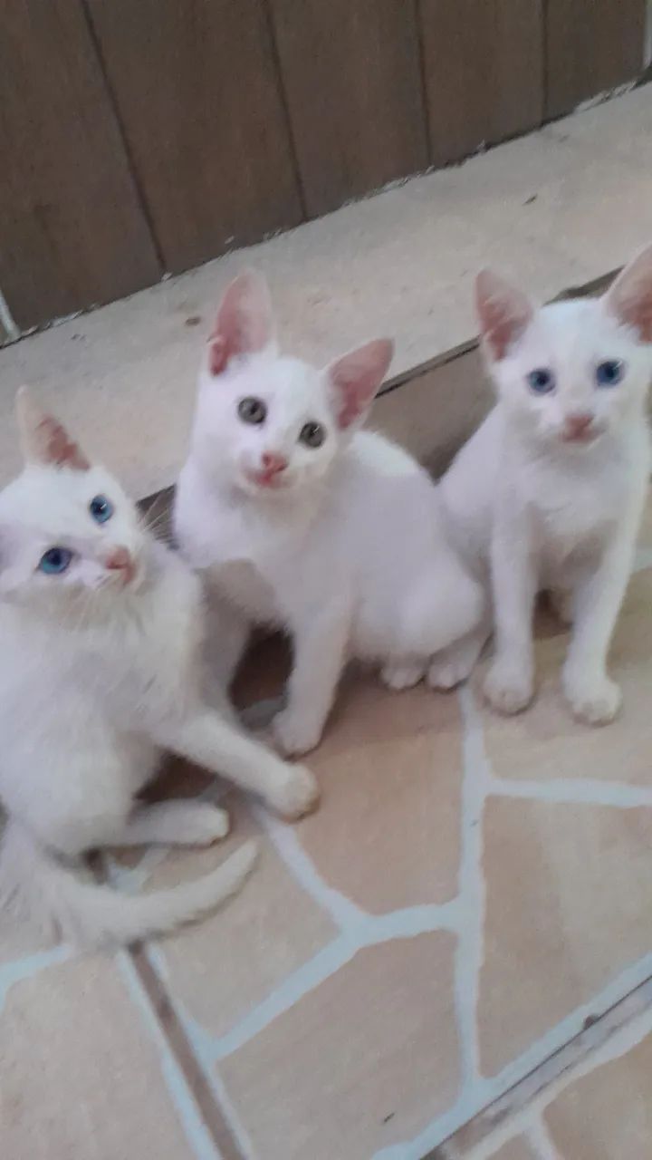 DOÇÃO RESPONSÁVEL ? - Foto 2
