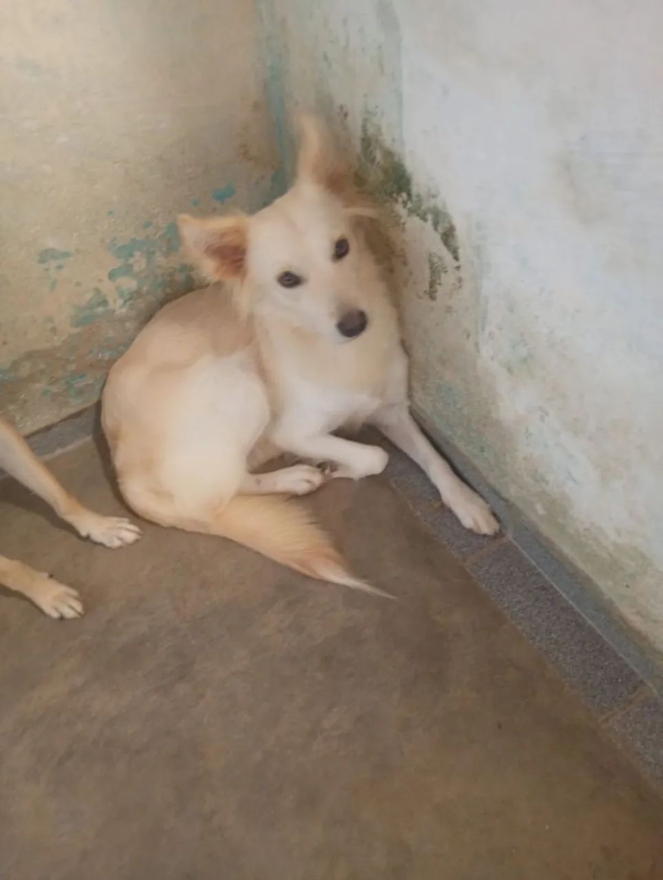 Cachorros para doação 
