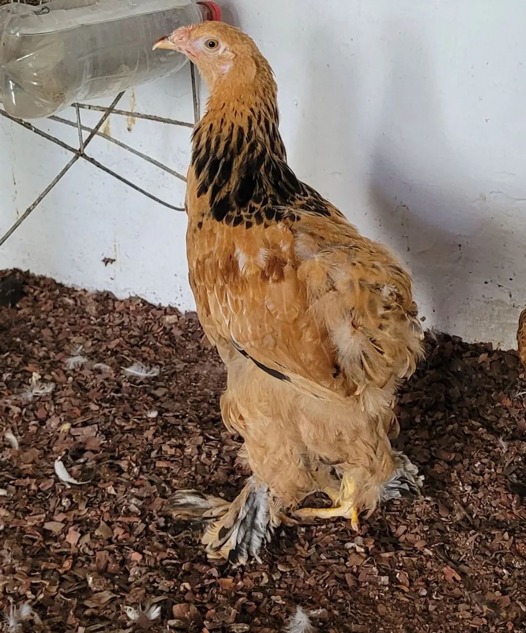 Franguinho Brahma Buff 