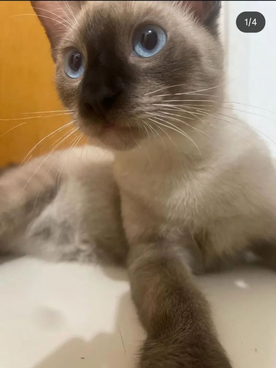 Gatos para doação  - Foto 2