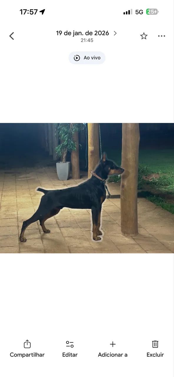 Dobermam macho 