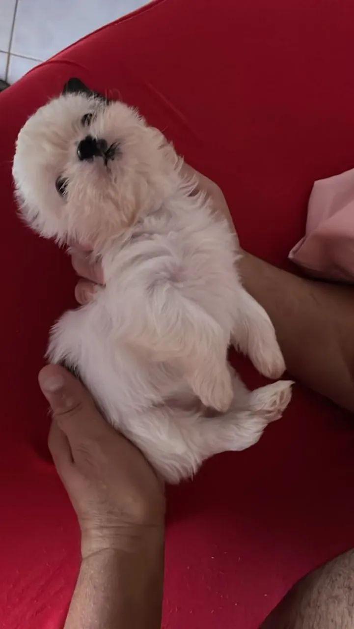 Vendo filhote de shit Tzu  - Foto 3