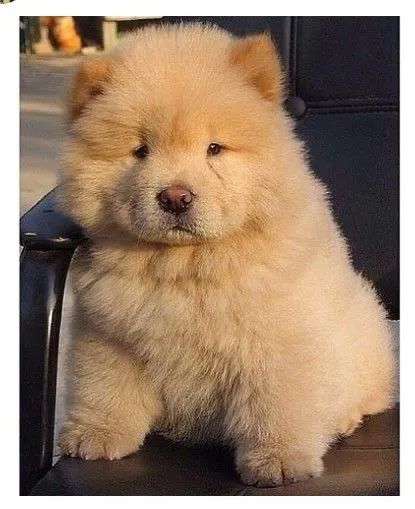 Chow Chow- a cor mais procurada 