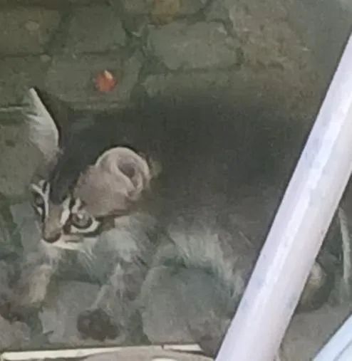 Filhotes de gatos fêmea 2 meses - Foto 3