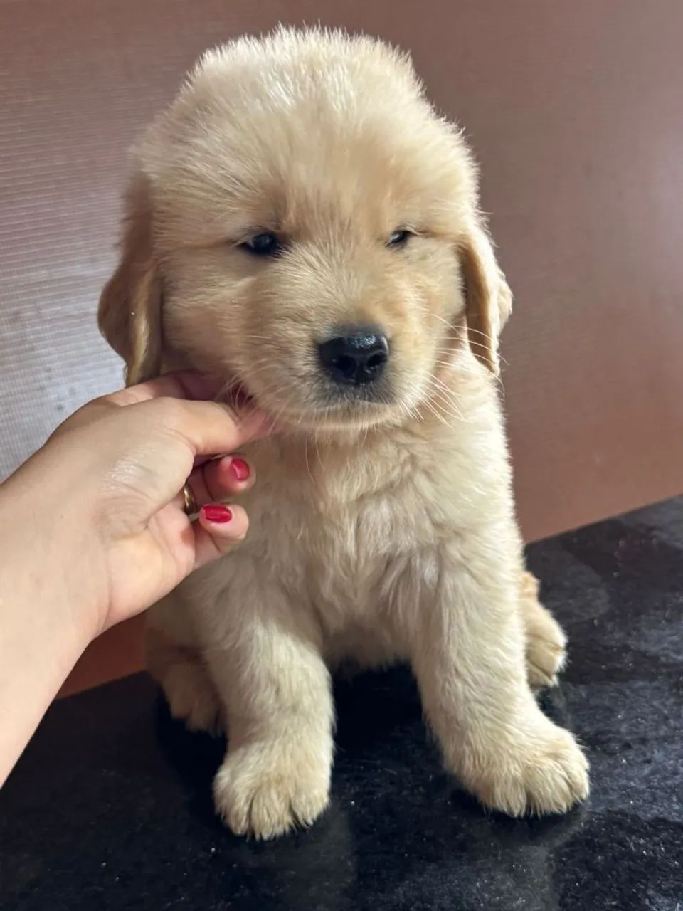 Golden Retriever  - Foto 5